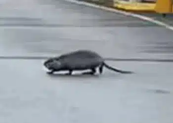 Chuột khổng lồ ‘chào đón’ Kyle Walker