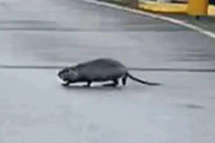 Chuột khổng lồ ‘chào đón’ Kyle Walker