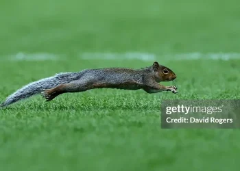 Chú sóc đã giúp Norwich ghi bàn vào lưới Hull City