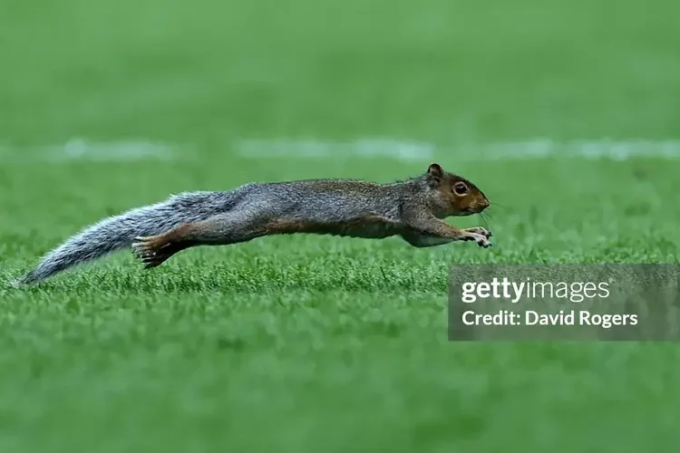 Chú sóc đã giúp Norwich ghi bàn vào lưới Hull City